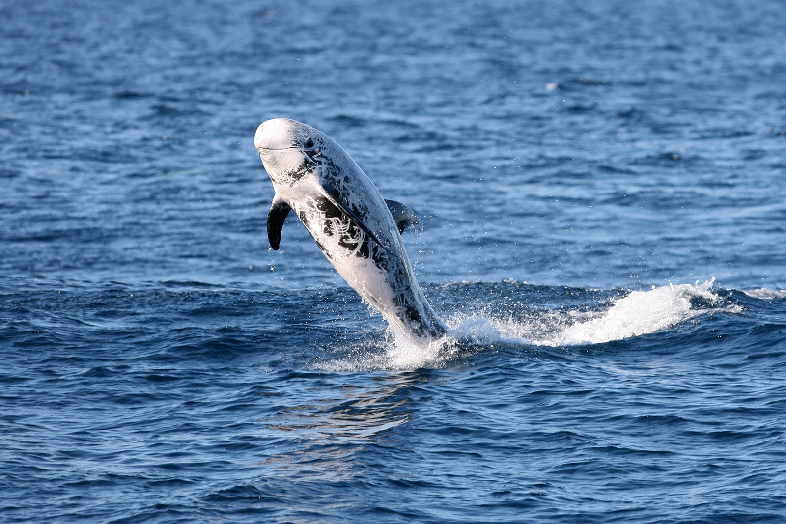 Risso-Dolphin-GettyImages-153605329-6dc4826.jpg